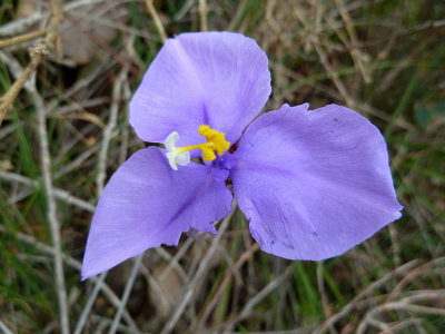 31 Purple Flag (Pattersonia occidentalis)