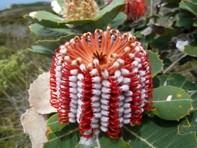 33 Scarlet Banksia (Banksia coccinea)