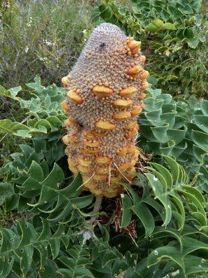 40 Bull Banksia cone with seed pods (Banksia grandis) 