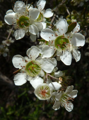 52 Myrtaceae spp (Wax Flower)