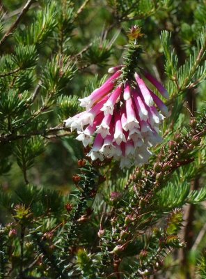53 Native Fuchsia (Epacris longifolia)