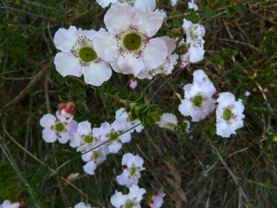 58 Myrtaceae  spp (Wax Flower)