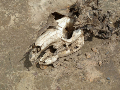 Macropod skull