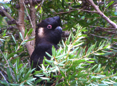 White-tailed (Baudin's or Long-billed) Black-Cockatoo (male)