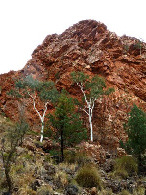 Ghost Gums