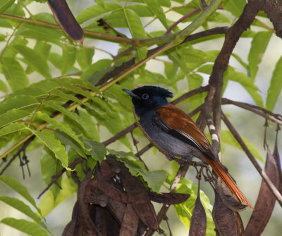 Asian Paradise Flycatcher