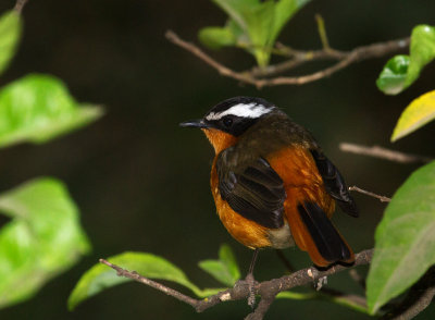 Ruppells Robin Chat
