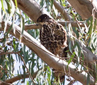 Ayer's Hawk-Eagle