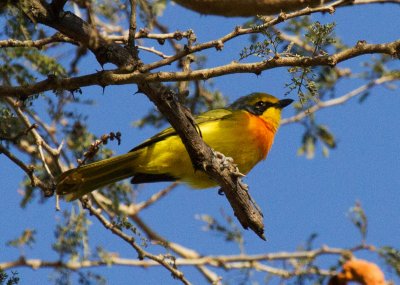 Orange-breasted Bush-shrike