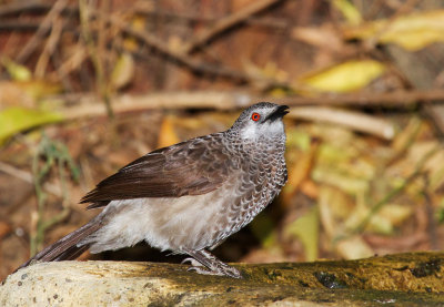 White-rumped  Babbler