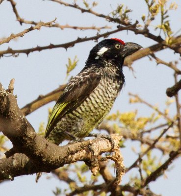 Banded Barbet