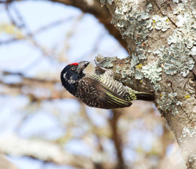 Banded Barbet