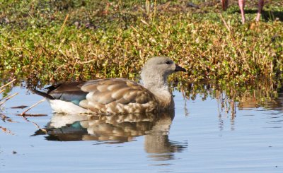 Blue-winged Goose