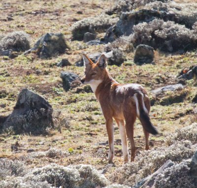 Ethiopian Wolf