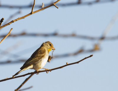 Salvadori's Seedeater