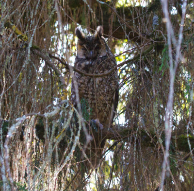 Abyssinian Long-eared Owl