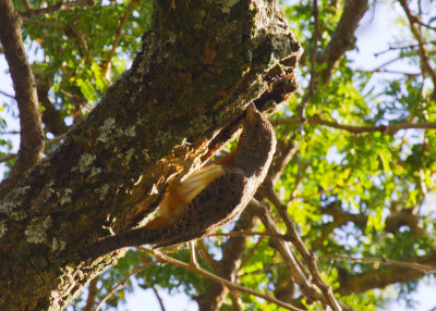 Red-necked Wryneck