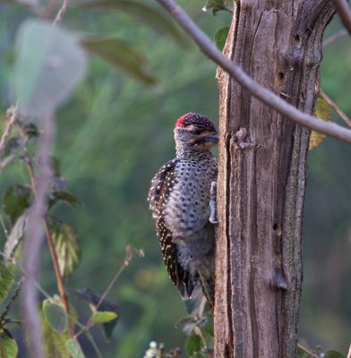 Nubian Woodpecker