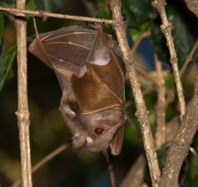 Horseshoe Bat