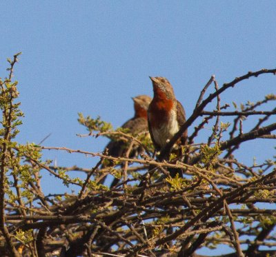 Eurasian Wryneck