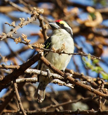  Red-fronted Barbet