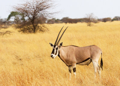 Beisa Oryx