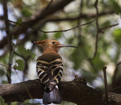 Eurasian Hoopoe