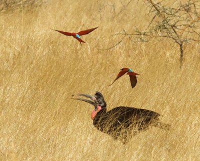 Abyssinian Ground Hornbill