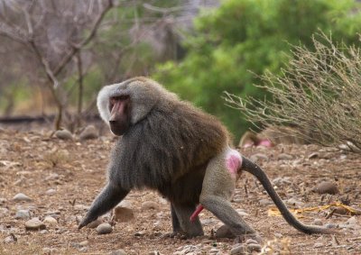 Hamadryas Baboon