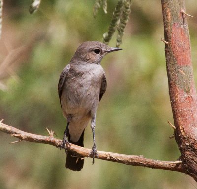 Blackcap