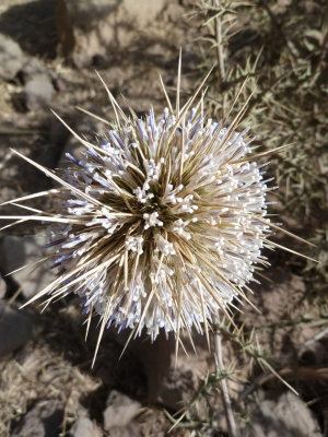Spiky flower