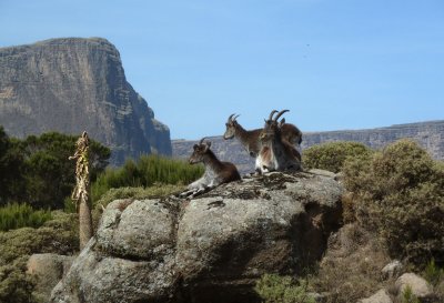 Walia Ibex