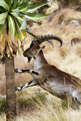 Walia Ibex