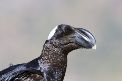 Thick-billed Raven