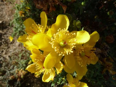 Yellow flowers