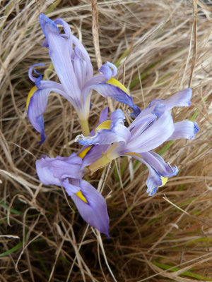 Wild iris