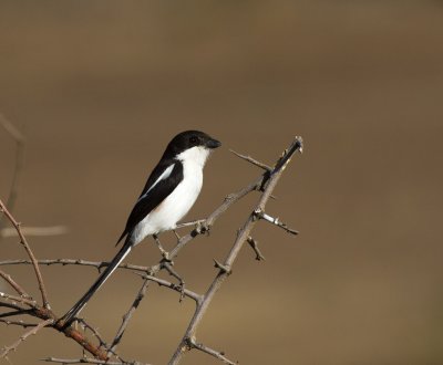 Common Fiscal