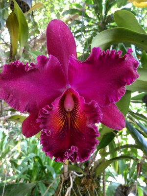Magenta orchid