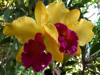 Yellow-purple orchid