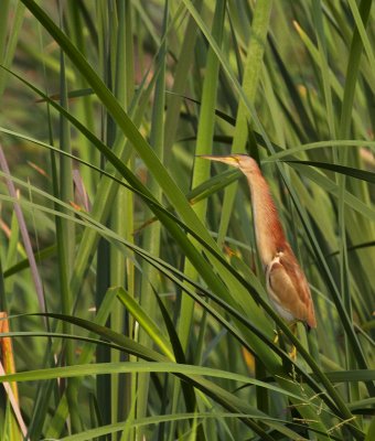 Yellow Bittern