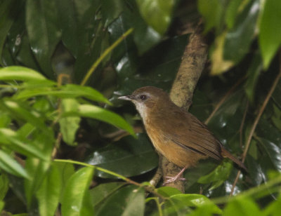 Abbott's Babbler