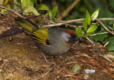 Silver-eared Laughingthrush