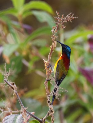 Green-tailed Sunbird