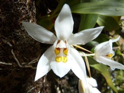 White wild orchid