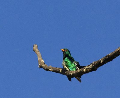 Emerald Cuckoo