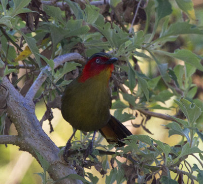 Red-faced Liocichla