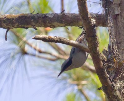 Giant Nuthatch