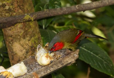 Red-faced Liocichla