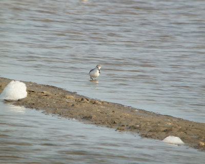 Spoon-billed Sandpiper