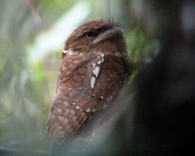 Goulds Frogmouth